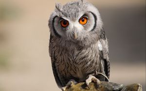 Preview wallpaper owl, bird, predator, eyes, feathers