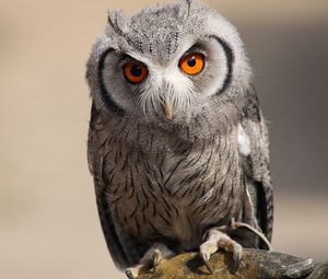 Preview wallpaper owl, bird, predator, eyes, feathers
