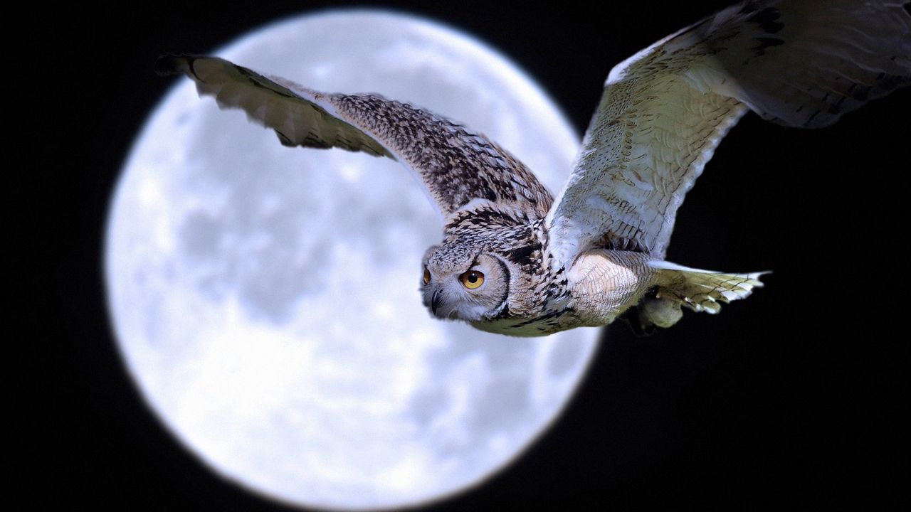 Wallpaper owl, bird, predator, moon, flight