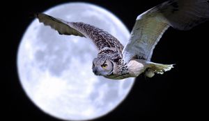Preview wallpaper owl, bird, predator, moon, flight