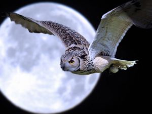 Preview wallpaper owl, bird, predator, moon, flight
