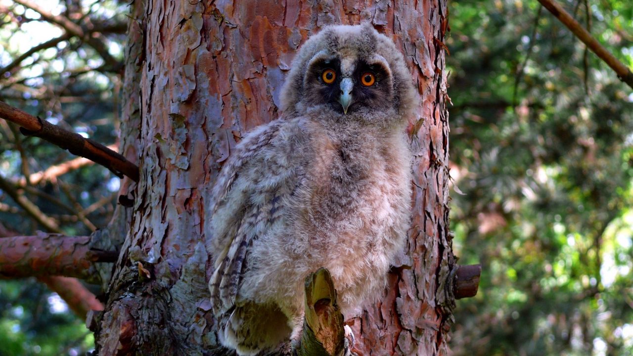 Wallpaper owl, bird, predator, forest