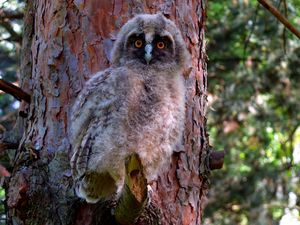 Preview wallpaper owl, bird, predator, forest