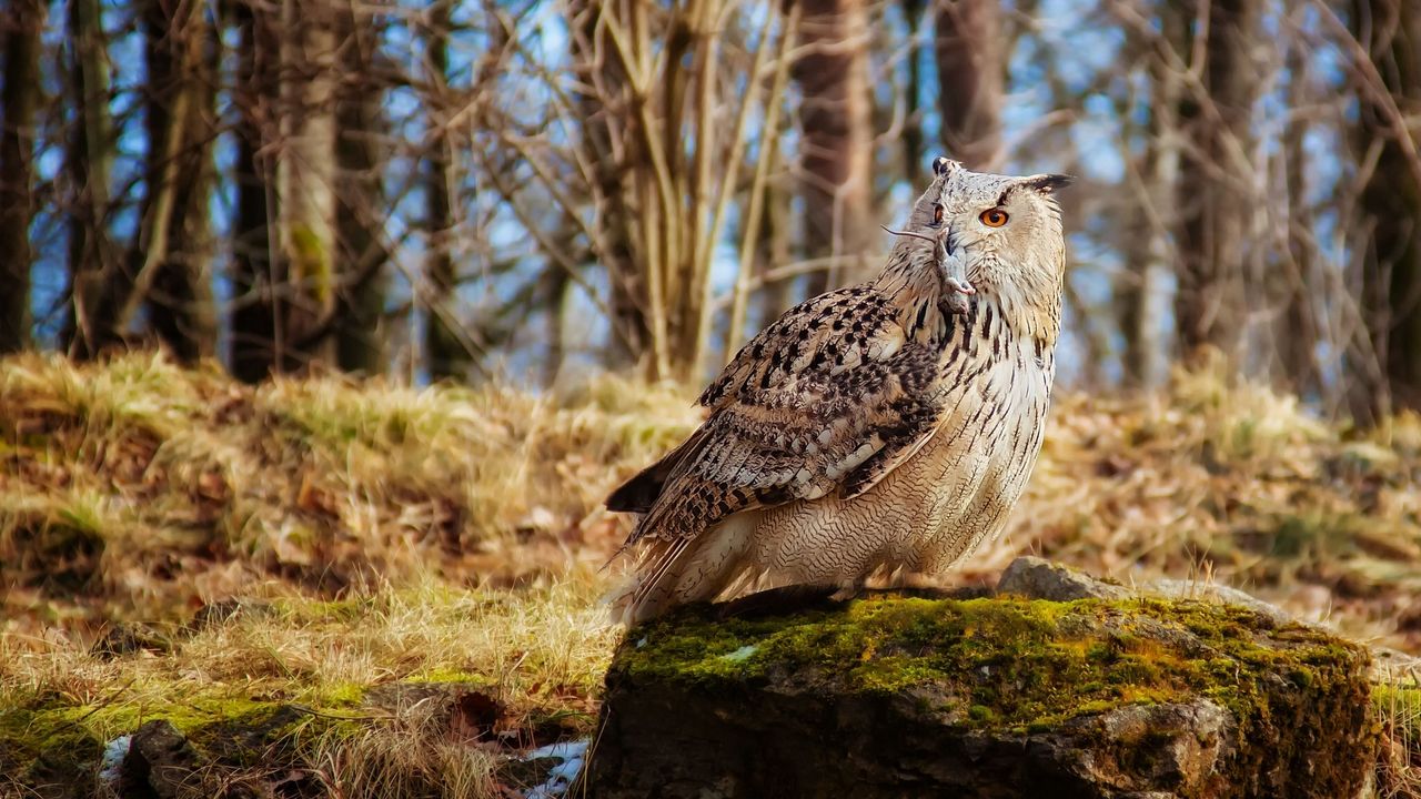 Wallpaper owl, bird, predator, grass, moss, stones