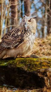 Preview wallpaper owl, bird, predator, grass, moss, stones