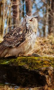 Preview wallpaper owl, bird, predator, grass, moss, stones