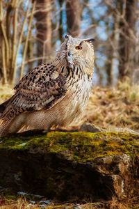 Preview wallpaper owl, bird, predator, grass, moss, stones
