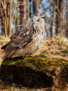 Preview wallpaper owl, bird, predator, grass, moss, stones