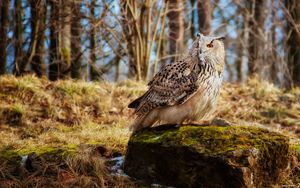 Preview wallpaper owl, bird, predator, grass, moss, stones