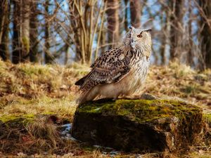 Preview wallpaper owl, bird, predator, grass, moss, stones