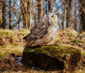 Preview wallpaper owl, bird, predator, grass, moss, stones