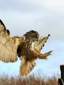 Preview wallpaper owl, bird, predator, tree stump, grass