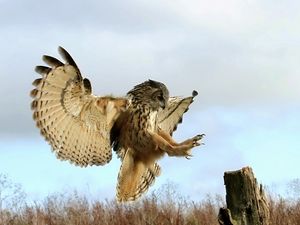 Preview wallpaper owl, bird, predator, tree stump, grass