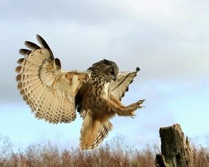 Preview wallpaper owl, bird, predator, tree stump, grass