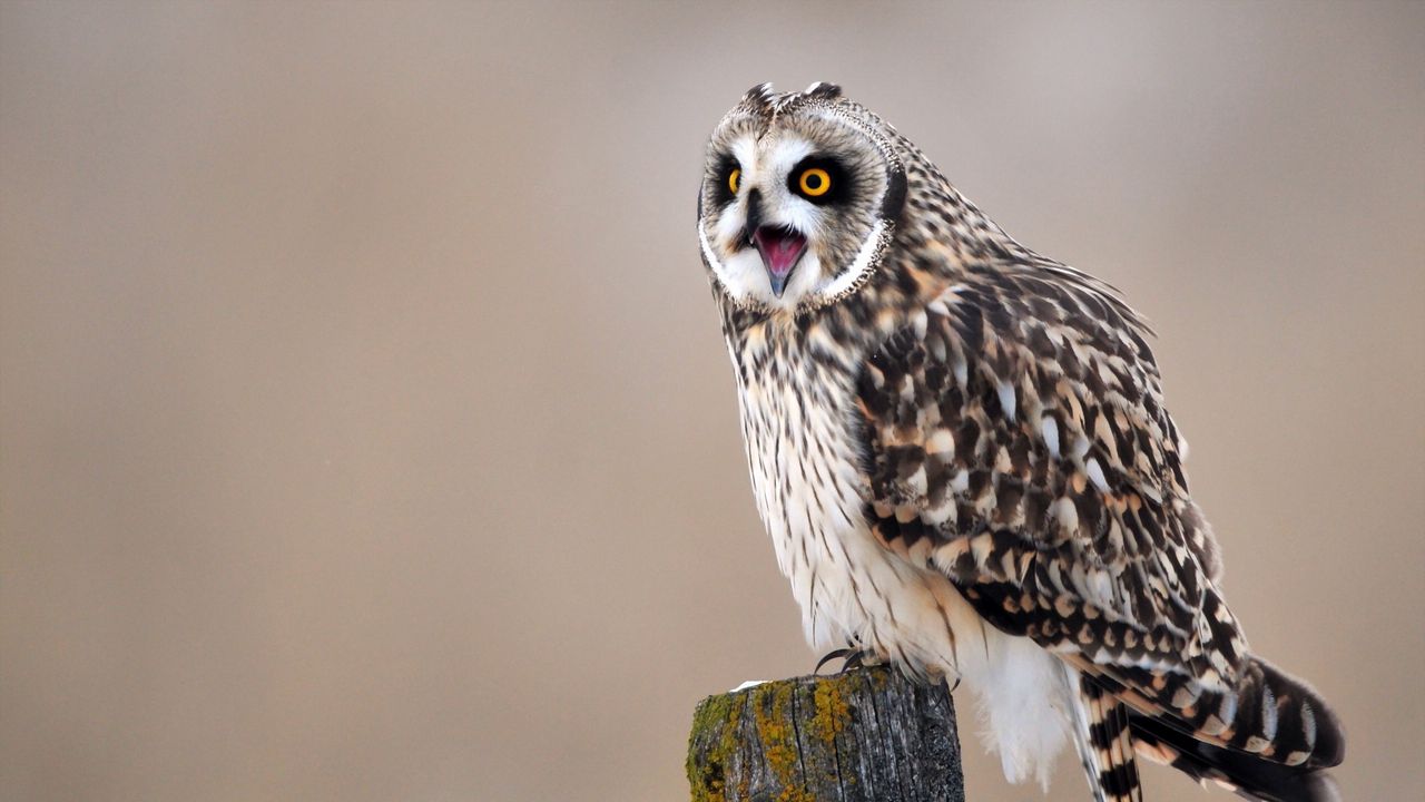 Wallpaper owl, bird, predator, sitting