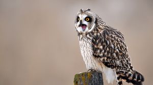 Preview wallpaper owl, bird, predator, sitting