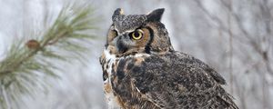 Preview wallpaper owl, bird, predator, sit