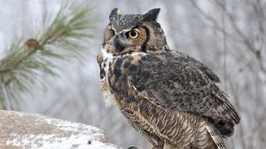 Preview wallpaper owl, bird, predator, sit