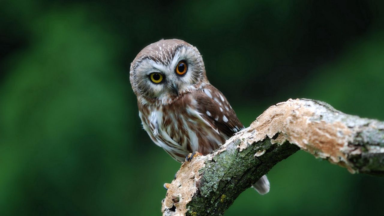 Wallpaper owl, bird, predator