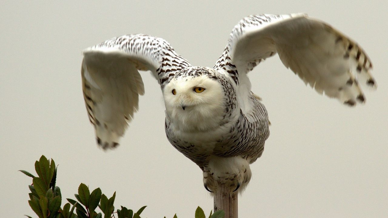 Wallpaper owl, bird, predator, wings