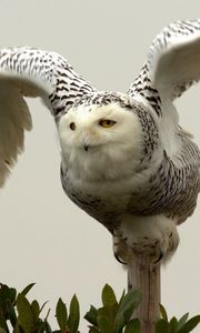 Preview wallpaper owl, bird, predator, wings