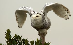 Preview wallpaper owl, bird, predator, wings