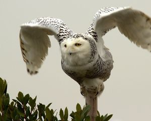 Preview wallpaper owl, bird, predator, wings