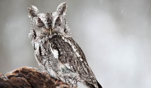 Preview wallpaper owl, bird, predator, look, dream