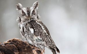 Preview wallpaper owl, bird, predator, look, dream