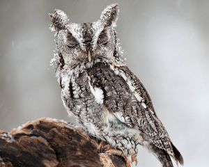 Preview wallpaper owl, bird, predator, look, dream