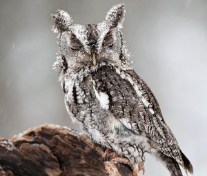 Preview wallpaper owl, bird, predator, look, dream