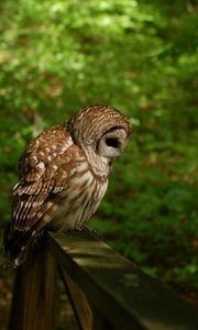 Preview wallpaper owl, bird, predator, forest