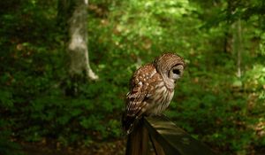 Preview wallpaper owl, bird, predator, forest