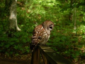 Preview wallpaper owl, bird, predator, forest