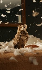 Preview wallpaper owl, bird, predator, bedding, feathers