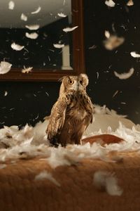 Preview wallpaper owl, bird, predator, bedding, feathers