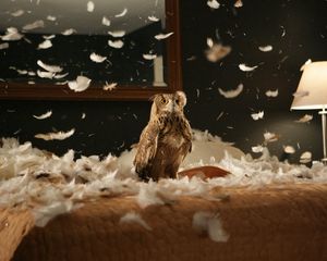 Preview wallpaper owl, bird, predator, bedding, feathers