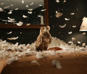 Preview wallpaper owl, bird, predator, bedding, feathers