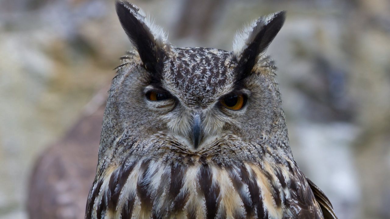 Wallpaper owl, bird, predator, eyes