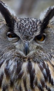 Preview wallpaper owl, bird, predator, eyes