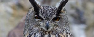 Preview wallpaper owl, bird, predator, eyes