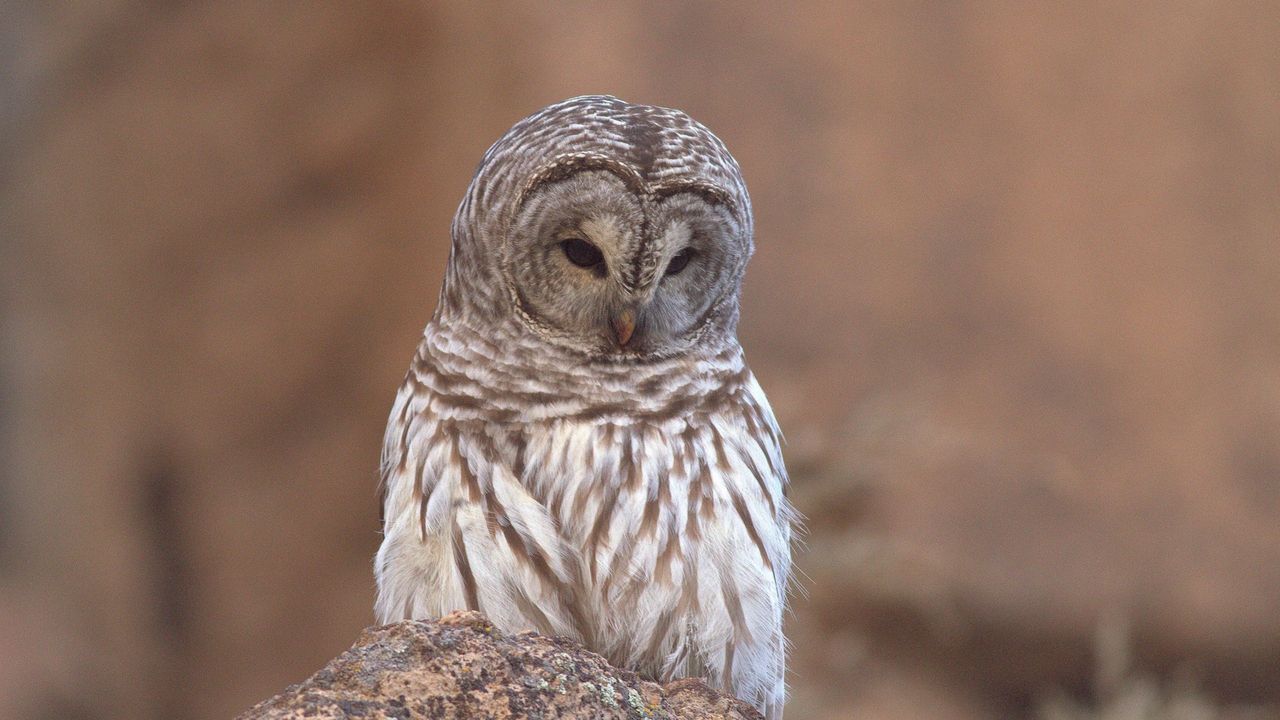 Wallpaper owl, bird, sadness