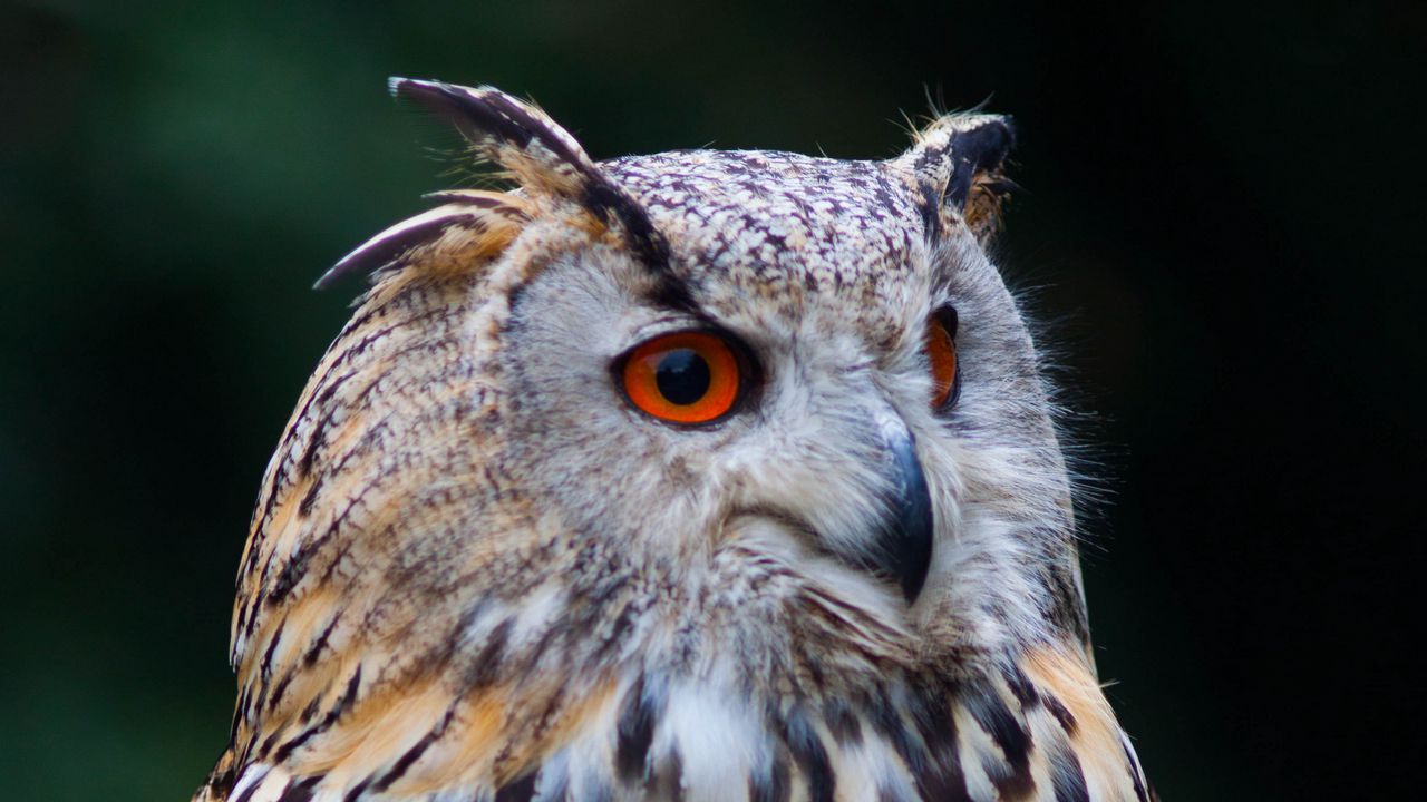 Wallpaper owl, bird, glance, watching hd, picture, image