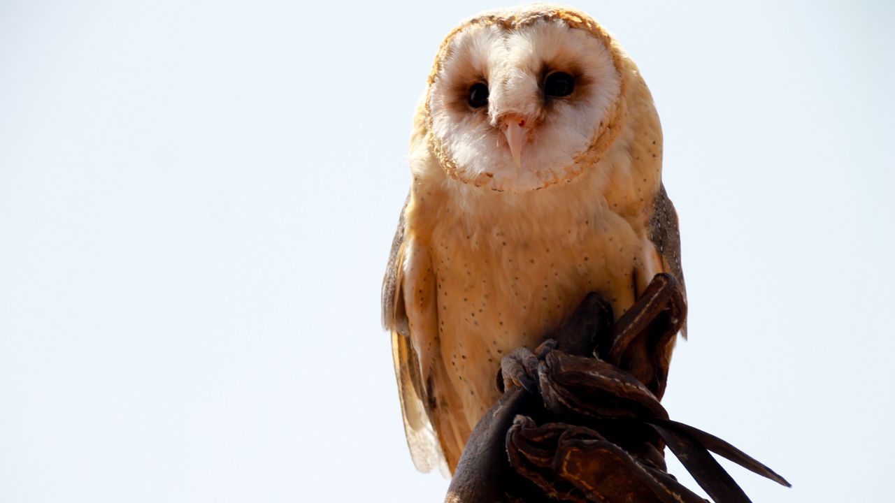 Wallpaper owl, bird, sitting, predator
