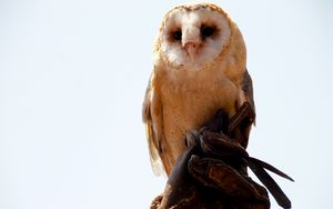 Preview wallpaper owl, bird, sitting, predator