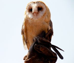 Preview wallpaper owl, bird, sitting, predator