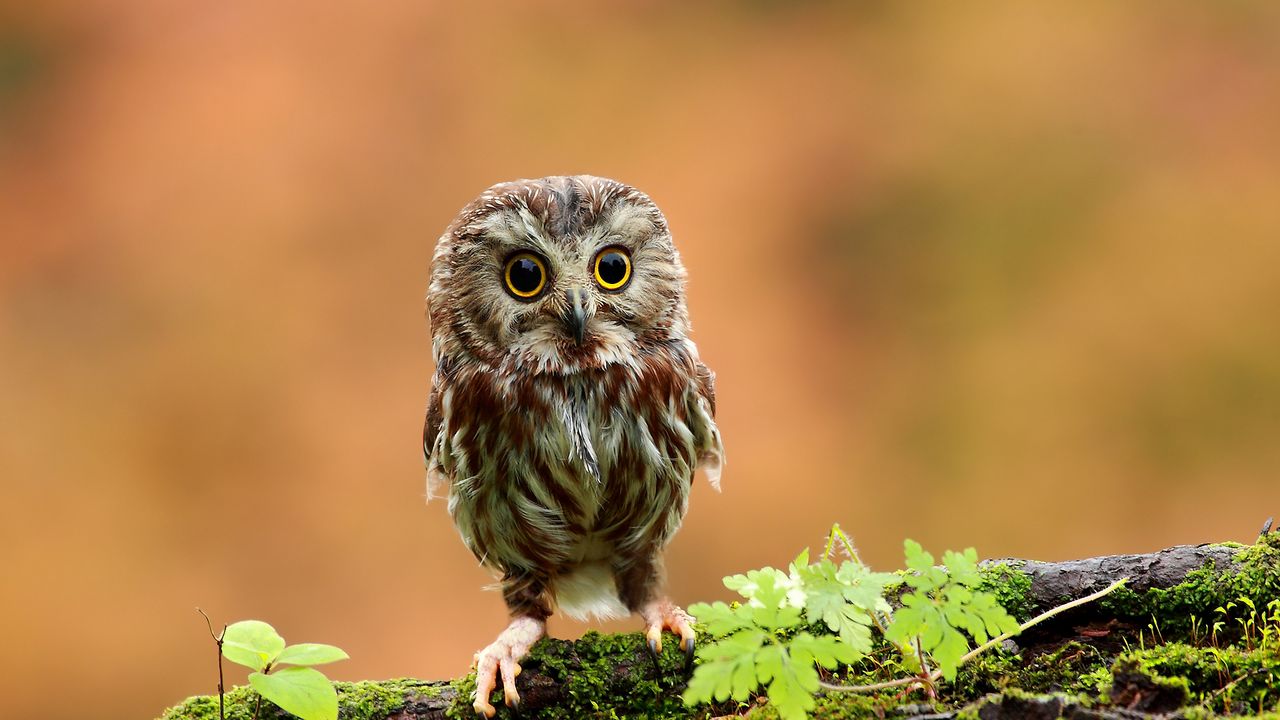 Wallpaper owl, bird, small, wood, moss, grass
