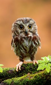 Preview wallpaper owl, bird, small, wood, moss, grass