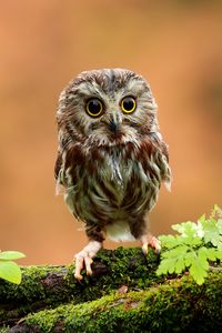 Preview wallpaper owl, bird, small, wood, moss, grass