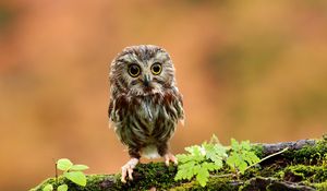 Preview wallpaper owl, bird, small, wood, moss, grass